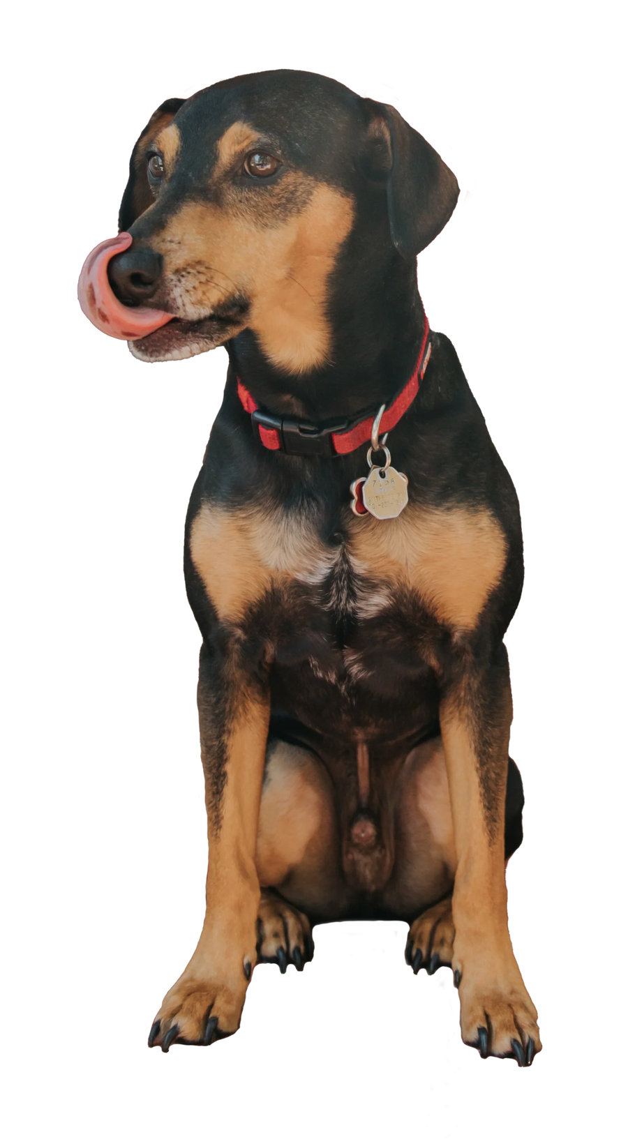 Larger than 60 lbs.